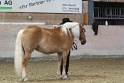 01_Greenhorn Showmanship at Halter